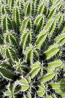 Euphorbia: Euphorbia echinus, Mass of green spiky plants growing outdoo