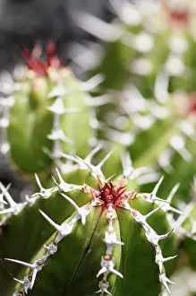 Euphorbia: Euphorbia echinus, Detail showing the pattern of spiky needl