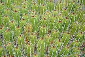 Thorns: Euphorbia (Euphorbia offinarum echinus) native to