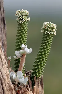 Rich Thomas: Euphorbia - in flower growing in a tree stump Mugie
