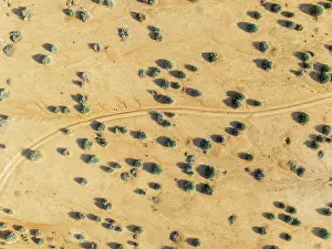Euphorbia: Euphorbia gregaria and desert track