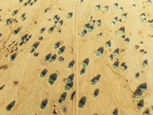 Euphorbia: Euphorbia gregaria and desert track