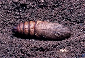 Euphorbiae: Euphorbia hawk moth