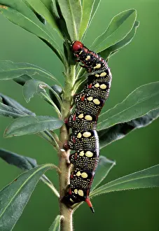 Euphorbiae: Euphorbia Hawk Moth - On an euphorbia its food plant