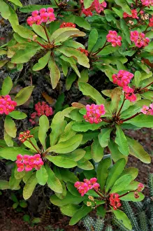 Thorns: Euphorbia milii - common name Crown of Thorns