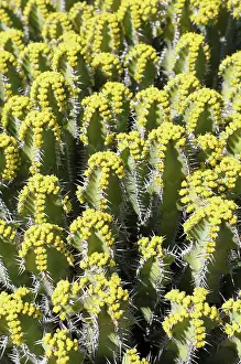 Euphorbia: Euphorbia polyacantha, Mass of spiky plants growing outdoor