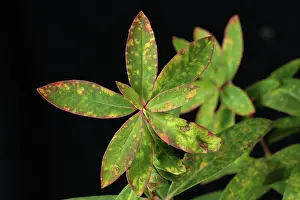 Euphorbia: Euphorbia rust