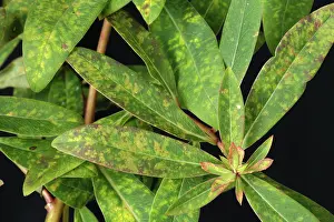 Euphorbia: Euphorbia rust