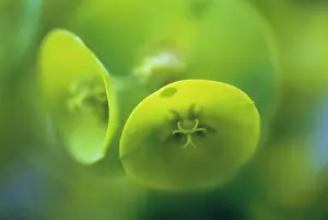 Characias: Euphorbia, Spurge