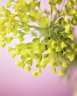 Characias: Euphorbia, Spurge