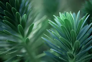Characias: Euphorbia, Spurge