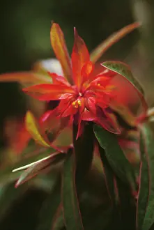 Bracts: Euphorbia, Spurge