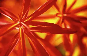 Spurge: Euphorbia, Spurge