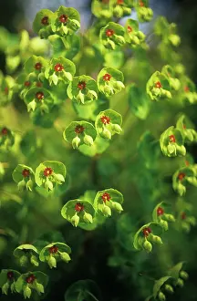 Spurge: Euphorbia, Spurge