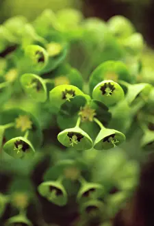 Spurge: Euphorbia, Spurge