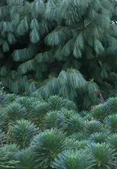 Spurge: Euphorbia, Spurge