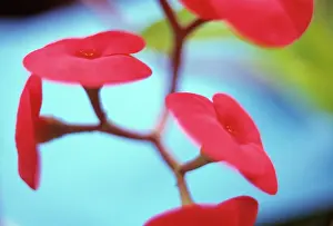 Spurge: Euphorbia, Spurge