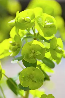 Spurge: Euphorbia, Spurge