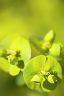 Spurge: Euphorbia, Spurge