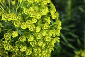 Spurge: Euphorbia, Spurge