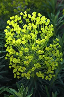 Spurge: Euphorbia, Spurge