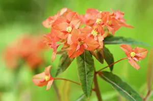 Spurge: Euphorbia, Spurge