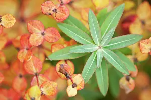 Spurge: Euphorbia, Spurge