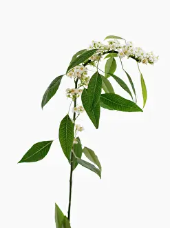 Spurge: Euphorbia, Spurge