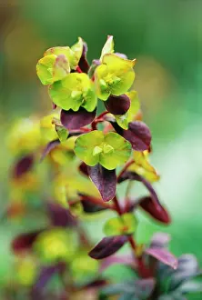 Spurge: Euphorbia, Spurge