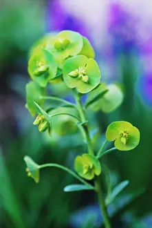 Spurge: Euphorbia, Spurge