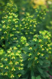 Spurge: Euphorbia, Spurge