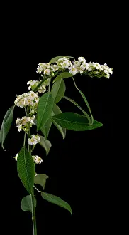 Supple: Euphorbia, Spurge