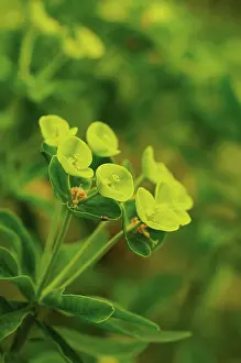 Spurge: Euphorbia, Spurge