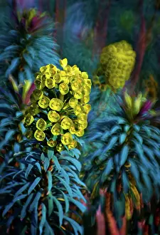 Spurge: Euphorbia, Spurge