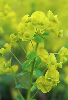 Spurge: Euphorbia, Spurge