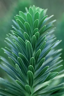 Layers: Euphorbia, Spurge