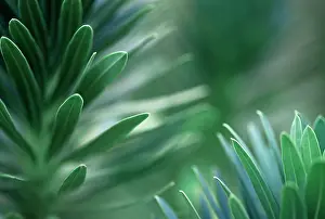 Layers: Euphorbia, Spurge