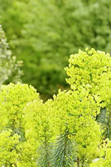 Spurge: Euphorbia, Spurge, Euphorbia, Euphorbia characias