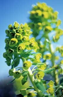 Characias: Euphorbia, Spurge, Spurge
