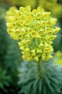 Characias: Euphorbia, Spurge, Spurge