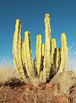 Succulents: Euphorbia virosa - Succulent plant with a very toxic latex