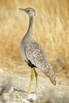 Eupodotis: Eupodotis afraoides Afrotis afraoides Afrotis