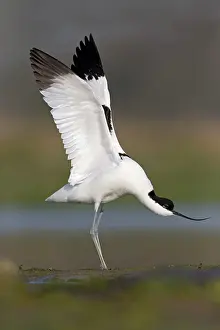 Avocet: Eurasian Avocet (Recurvirostra avosetta) adult
