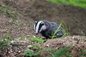 Omnivore: Eurasian Badger (Meles meles) cub at sett, The