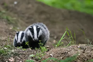 Omnivore: Two Eurasian Badger (Meles meles) cubs at sett