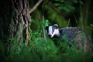 Franche: Eurasian Badger (Meles meles) in undergrowth, Yonne