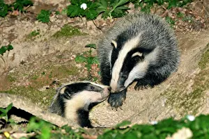 Doubs: Eurasian badger (Meles meles), young at the entrance