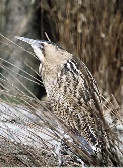 Bitterns: EURASIAN BITTERN