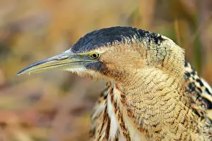 Bittern: Eurasian bittern (Botaurus stellaris), animal portrait