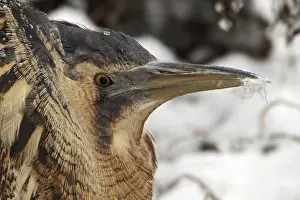 Bittern: Eurasian Bittern (Botaurus stellaris)